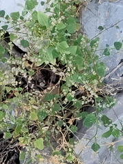 Chenopodium fremontii