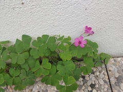 Oxalis articulata