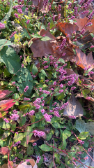 Persicaria longiseta