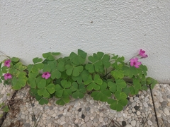 Oxalis articulata
