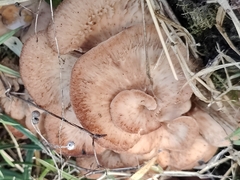 Lentinellus cochleatus