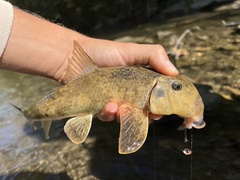 Hypentelium nigricans