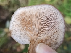 Lentinellus cochleatus