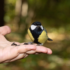 Parus major
