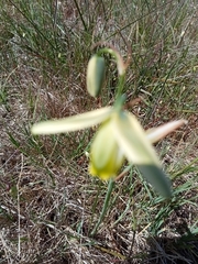 Albuca juncifolia