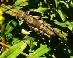 Melanoplus scudderi