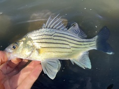 Morone mississippiensis