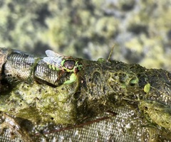 Odontomyia cincta