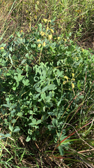 Baptisia