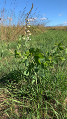 Baptisia alba