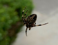 Neoscona