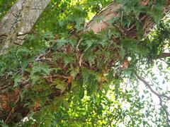 Davallia griffithiana