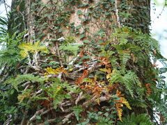 Davallia griffithiana