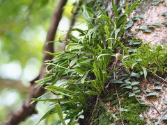 Lepisorus thunbergianus