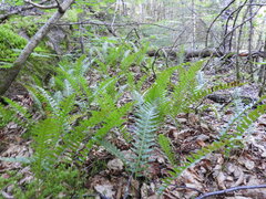 Polypodium virginianum