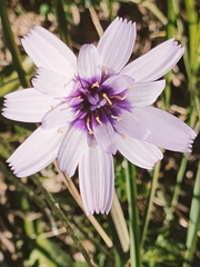 Catananche caerulea
