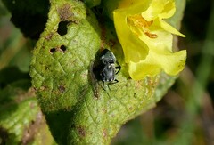 Calliphoridae