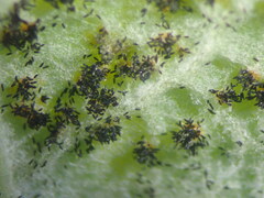 Phragmidium rubi-idaei