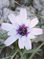 Catananche caerulea