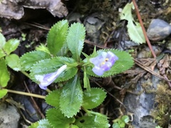 Bonnaya ruelloides