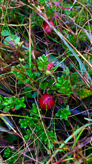 Vaccinium macrocarpon