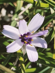 Catananche caerulea