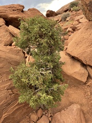 Juniperus osteosperma
