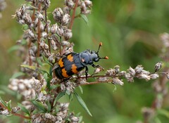 Nicrophorus interruptus