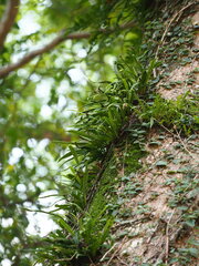 Lepisorus thunbergianus