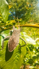 Elasmopoda