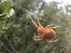 Araneus gemma