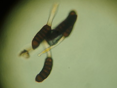 Phragmidium rubi-idaei