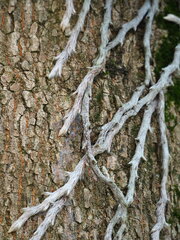 Davallia griffithiana