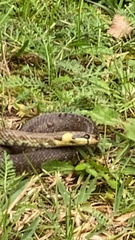 Zamenis longissimus