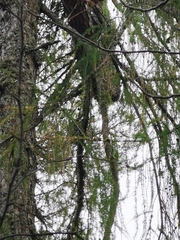 Larix sibirica