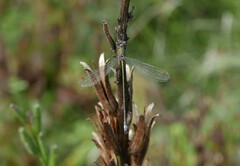 Lestes virens