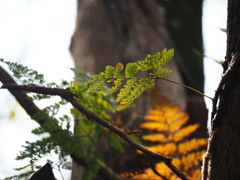 Davallia griffithiana