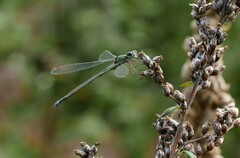 Lestes virens