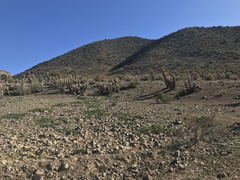 Trichocereus chiloensis