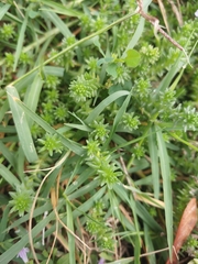 Sedum