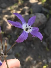 Leucocoryne violacescens