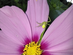 Misumena spinifera