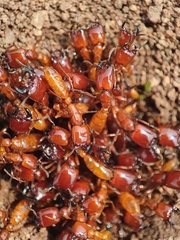 Dorylus labiatus