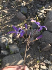 Leucocoryne violacescens