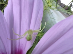 Misumena spinifera