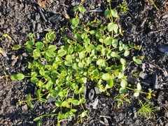 Gonocarpus micranthus
