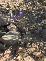 Leucocoryne violacescens