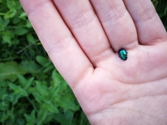 Chrysolina coerulans