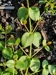 Gonocarpus micranthus
