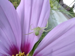 Misumena spinifera